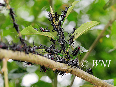 Soldier Grasshopper (Chromacris speciosa)